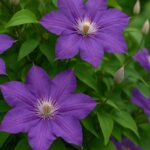 Powojnik (Clematis) – Kompendium Wiedzy