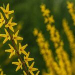 Forsycja (Forsythia) – słoneczny symbol wiosny
