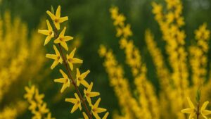 Forsycja (Forsythia) – słoneczny symbol wiosny