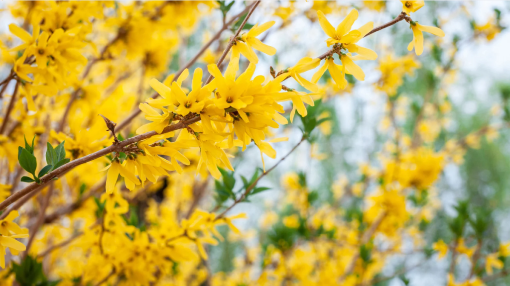 Forsycja (Forsythia) – słoneczny symbol wiosny
