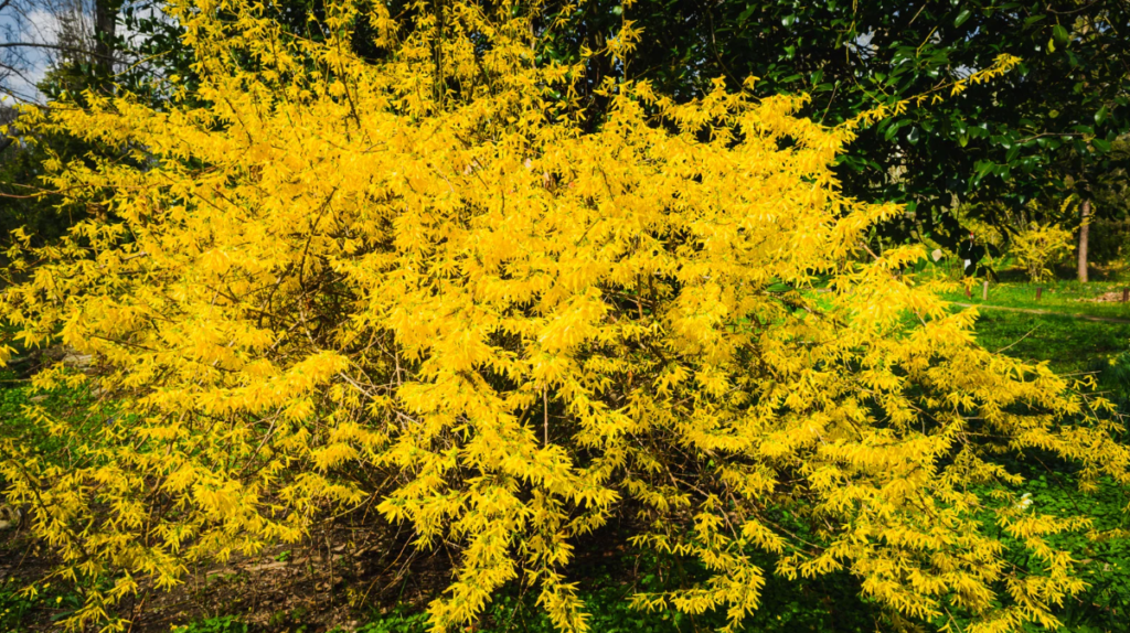 Forsycja (Forsythia) – słoneczny symbol wiosny