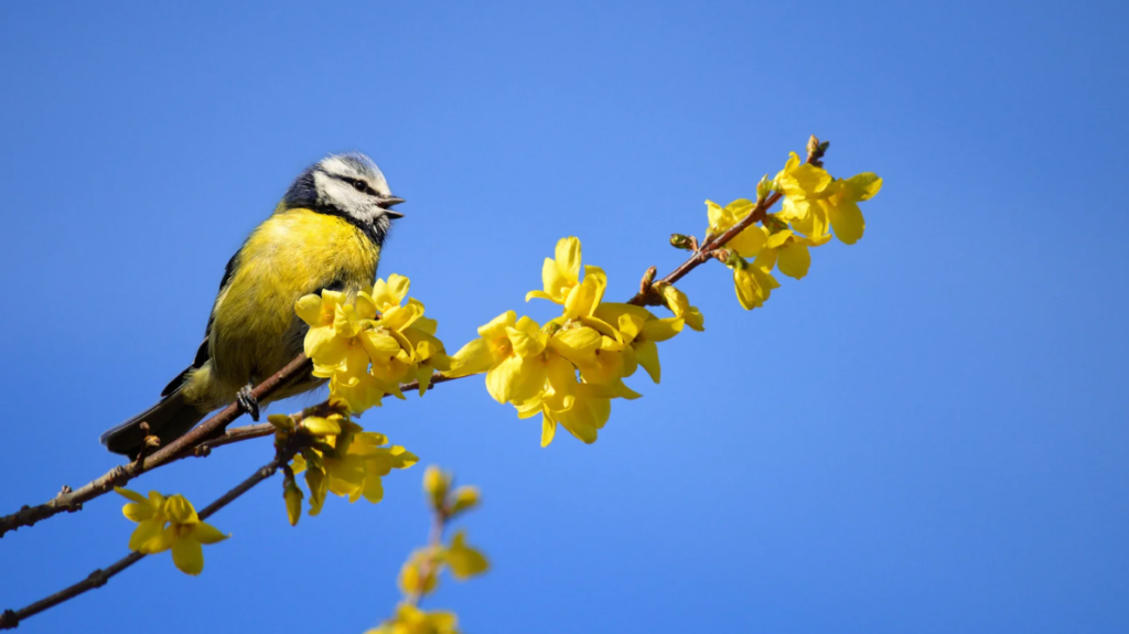 Forsycja (Forsythia) – słoneczny symbol wiosny