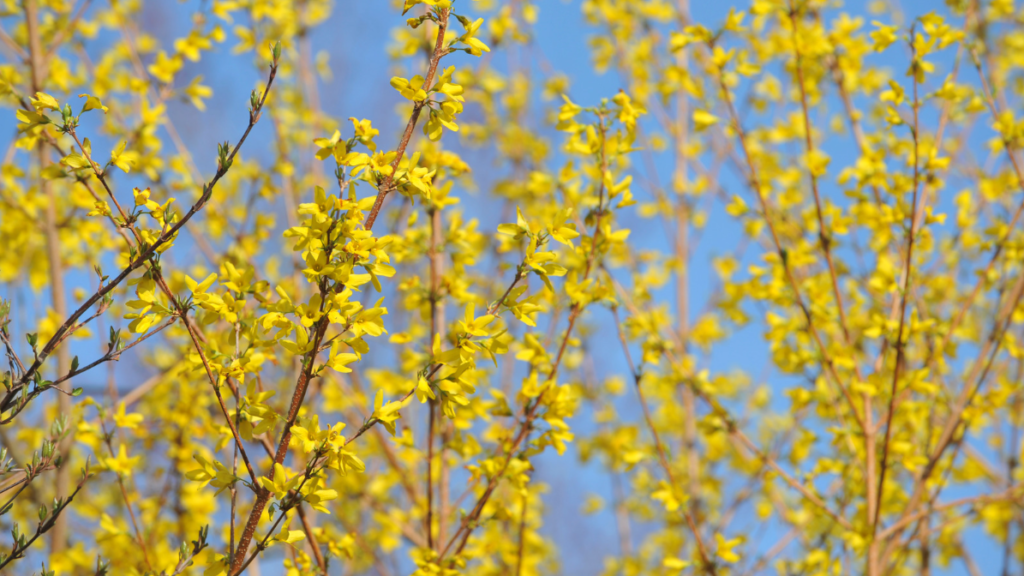 Forsycja (Forsythia) – słoneczny symbol wiosny