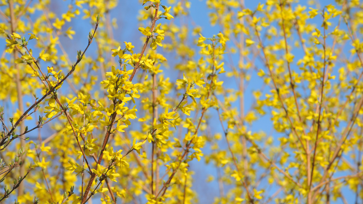 Forsycja (Forsythia) – słoneczny symbol wiosny