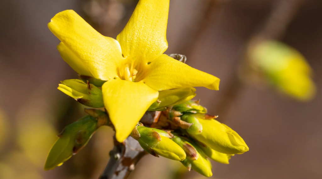 Forsycja (Forsythia) – słoneczny symbol wiosny