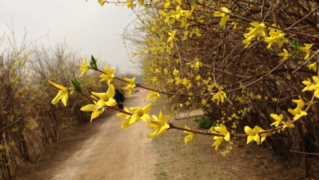 Forsycja (Forsythia) – słoneczny symbol wiosny