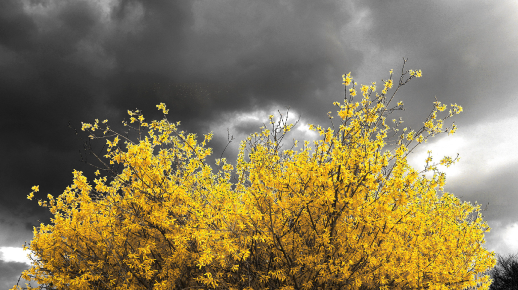 Forsycja (Forsythia) – słoneczny symbol wiosny
