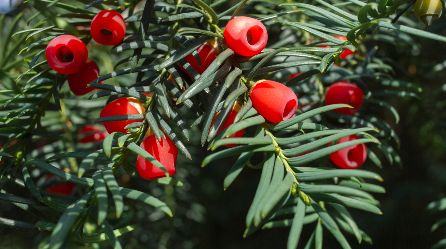 Cis pospolity (Taxus baccata) – wolno rosnący iglak o dekoracyjnych igłach i czerwonych owocach. Idealny na żywopłoty i do cienistych ogrodów.