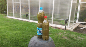 Gnojówka z pokrzywy – naturalny nawóz pełen mocy dla Twoich roślin