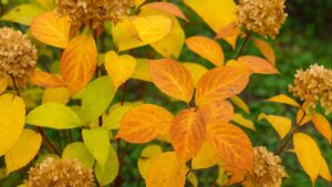 Dlaczego żółkną liście hortensji bukietowej?