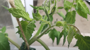 Jak przycinać pomidory, by uzyskać obfite plony? Podpowiadamy, które pędy i liście usunąć