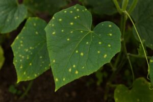Bakteryjna kanciasta plamistość ogórka