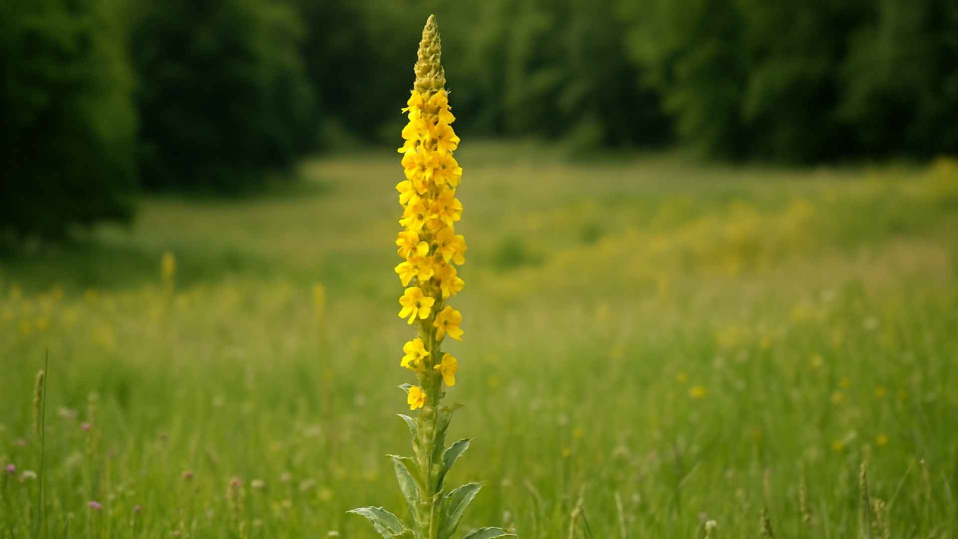 Dziewanna wielokwiatowa - magiczna roślina o wielkiej mocy