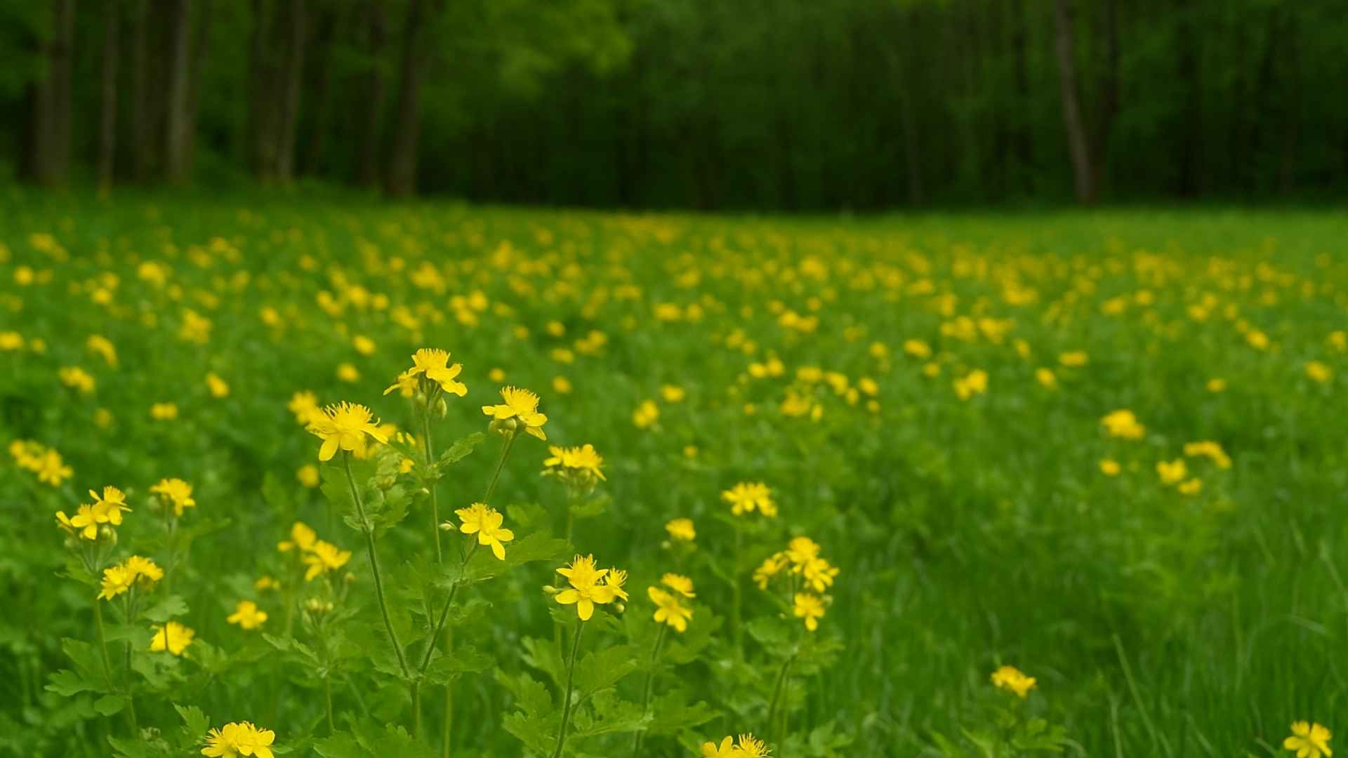 Glistnik jaskółcze ziele – właściwości, zastosowanie, przepisy i uprawa (Chelidonium majus)