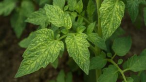 Wirus mozaiki pepino (PepMV) – cichy wróg upraw pomidora