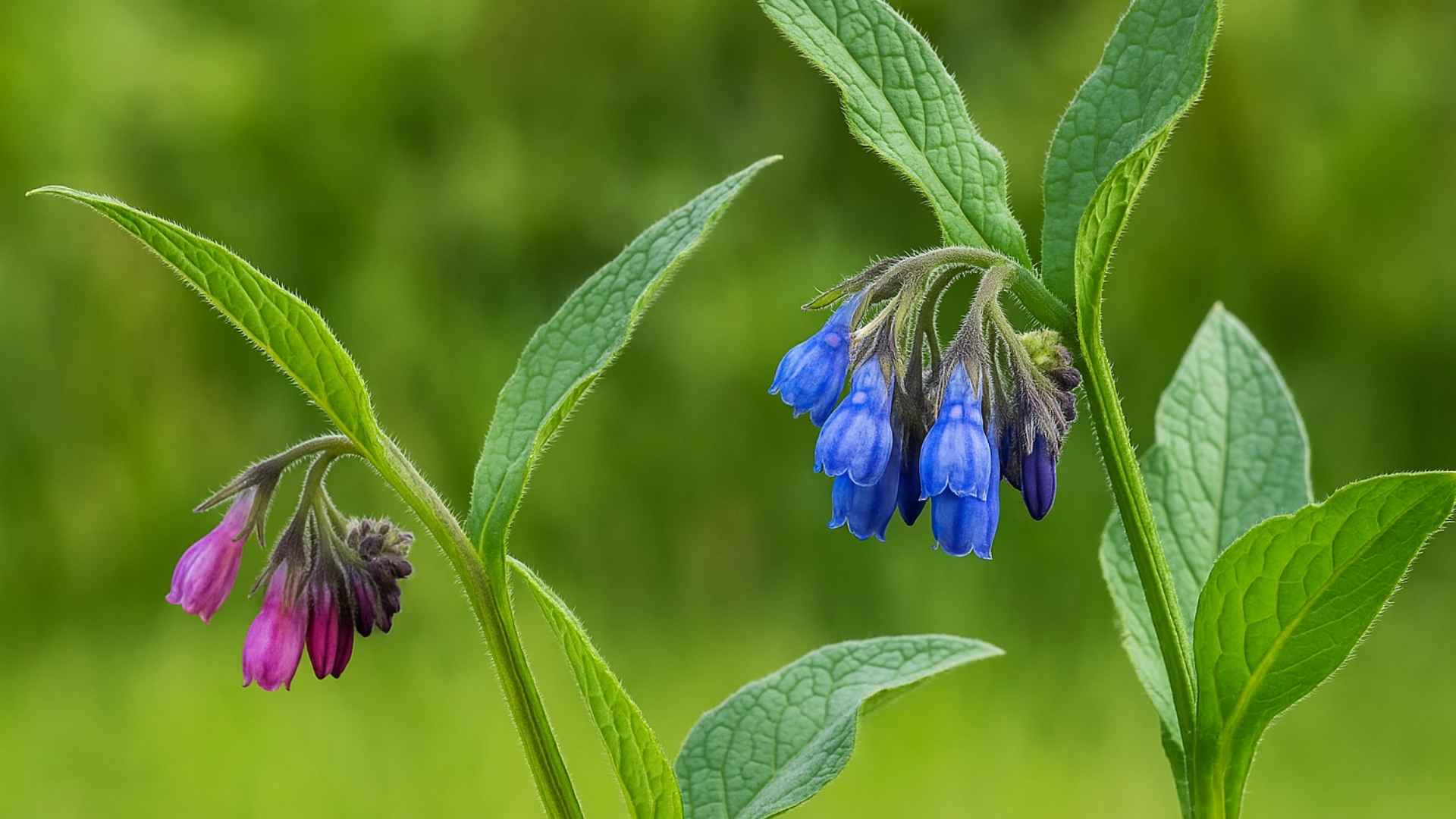 Żywokost lekarski a żywokost rosyjski – czym się różnią?