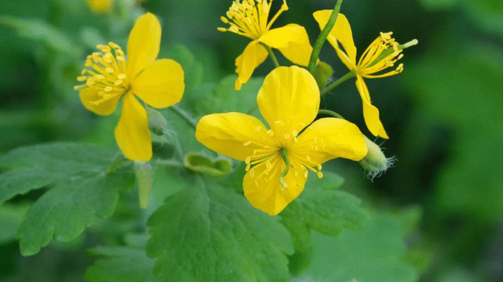 Glistnik jaskółcze ziele (Chelidonium majus) to wyjątkowa roślina lecznicza znana od wieków. Dowiedz się, gdzie występuje i jak wygląda.