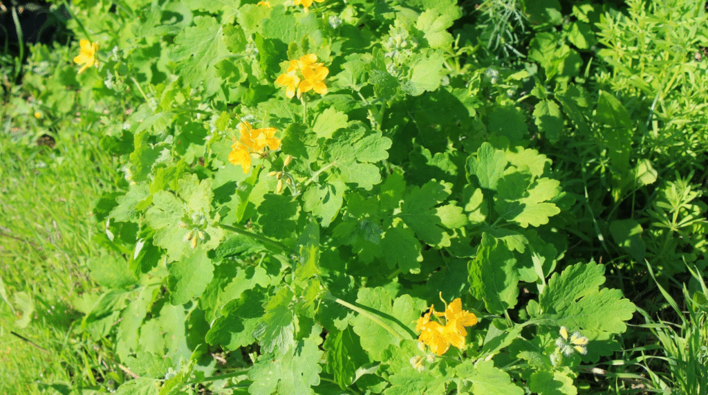 Glistnik jaskółcze ziele (Chelidonium majus) to wyjątkowa roślina lecznicza znana od wieków. Dowiedz się, gdzie występuje i jak wygląda.