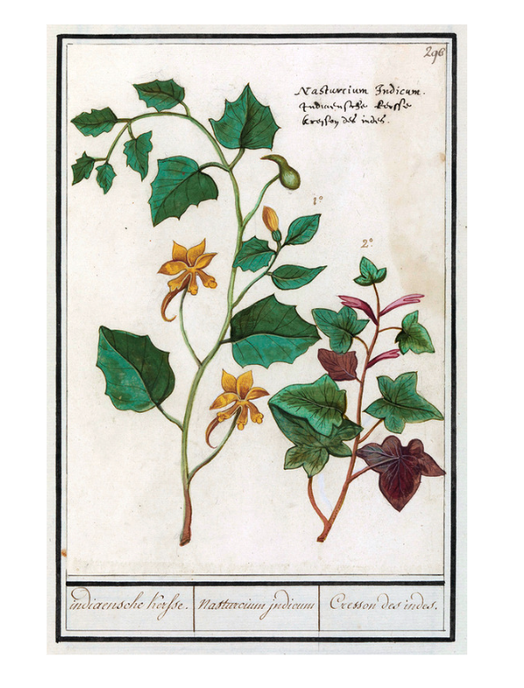 Glistnik jaskółcze ziele (Chelidonium majus) to wyjątkowa roślina lecznicza znana od wieków. Dowiedz się, gdzie występuje i jak wygląda.