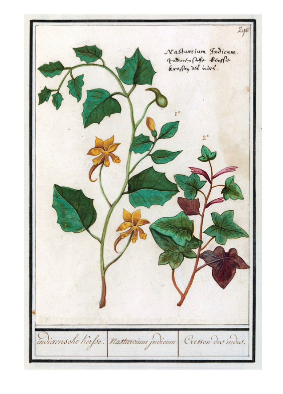 Glistnik jaskółcze ziele (Chelidonium majus) to wyjątkowa roślina lecznicza znana od wieków. Dowiedz się, gdzie występuje i jak wygląda.