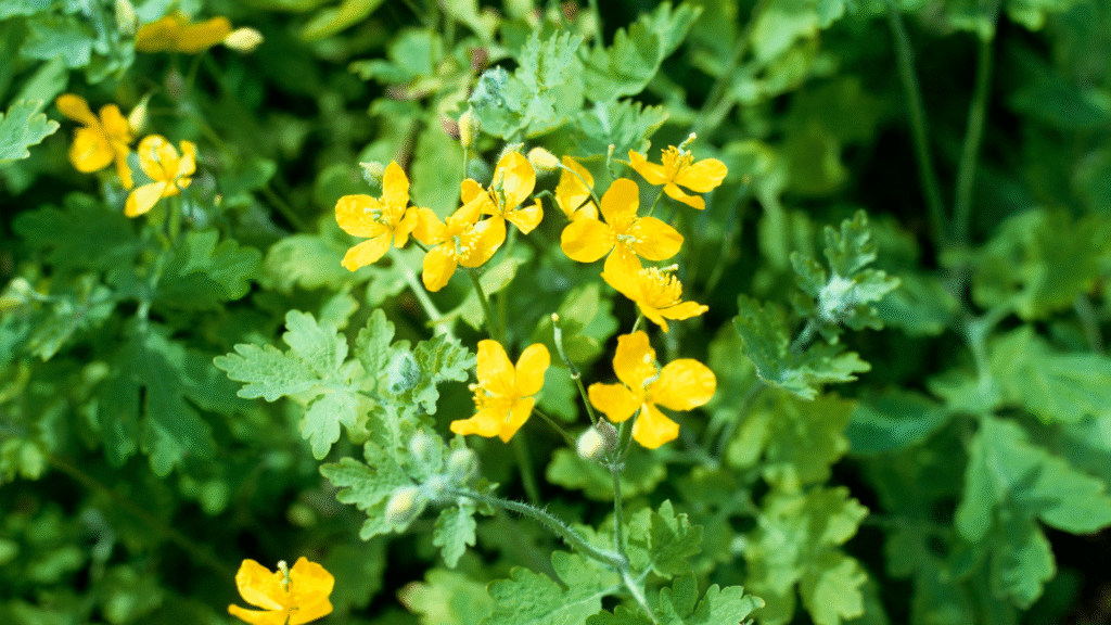 Glistnik jaskółcze ziele (Chelidonium majus) to wyjątkowa roślina lecznicza znana od wieków. Dowiedz się, gdzie występuje i jak wygląda.