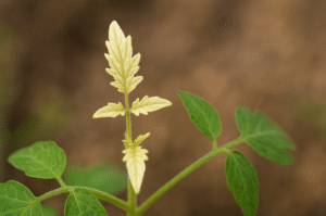 niedobór azotu pomidor, niedobór potasu pomidor, niedobór magnezu pomidor, niedobór fosforu pomidor, niedobór wapnia pomidor, sucha zgnilizna wierzchołkowa, objawy niedoborów u pomidorów, liście pomidora żółkną, choroby liści pomidora, pomidor – problemy z liśćmi, nawożenie pomidorów, uprawa pomidorów, niedobory składników pokarmowych, pielęgnacja pomidora, diagnoza niedoborów roślin, zdrowie roślin, liście pomidora przebarwienia, jak rozpoznać choroby pomidorów, liście pomidora ciemnieją, pomidor domowy objawy niedoboru