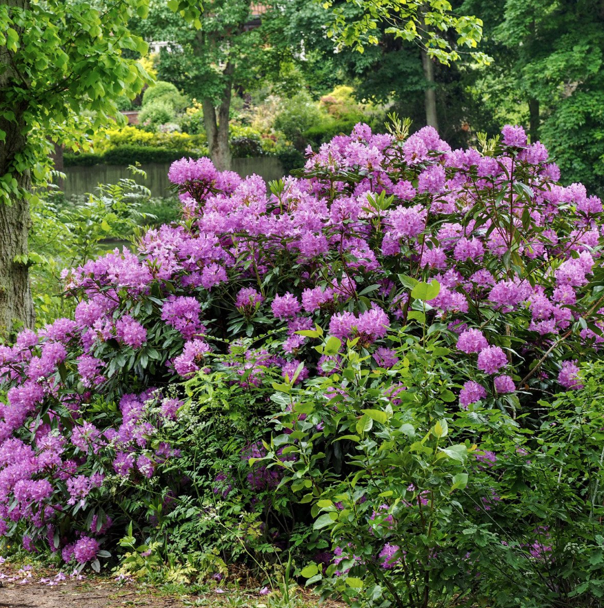 Najpiękniejsze odmiany rododendronów