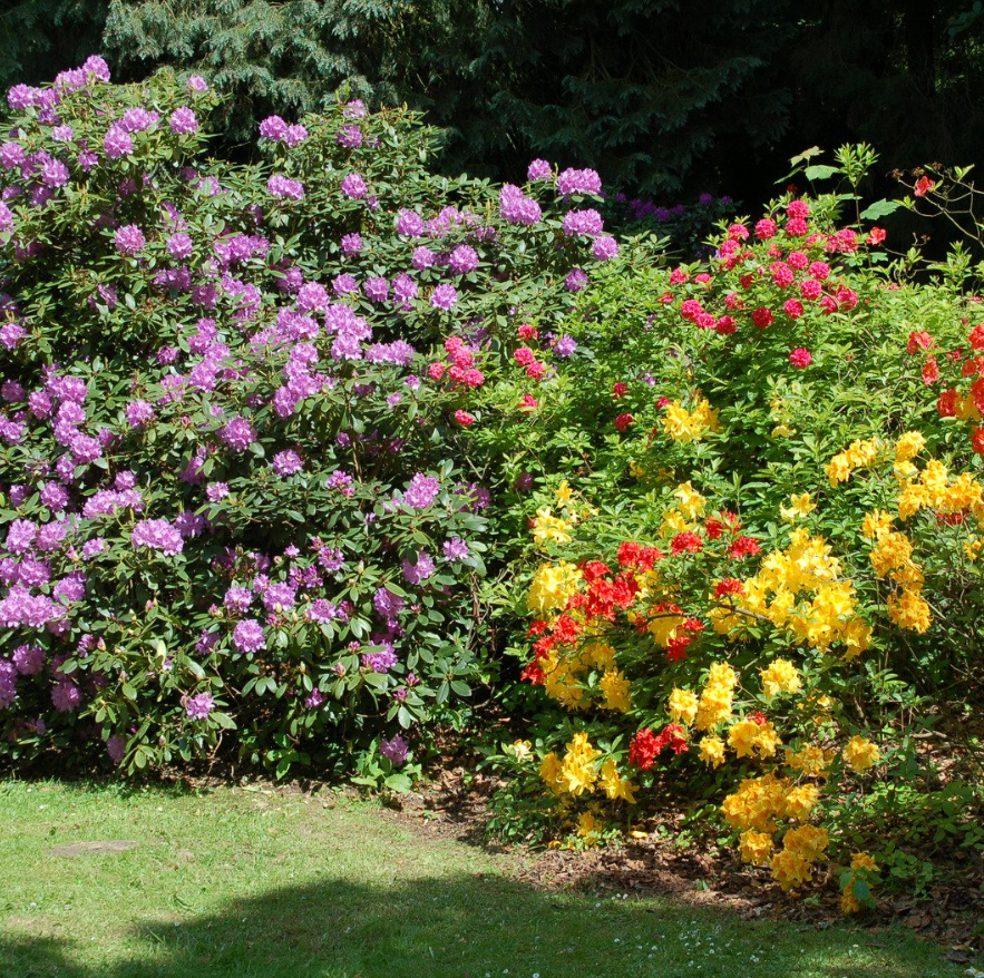 Najpiękniejsze odmiany rododendronów