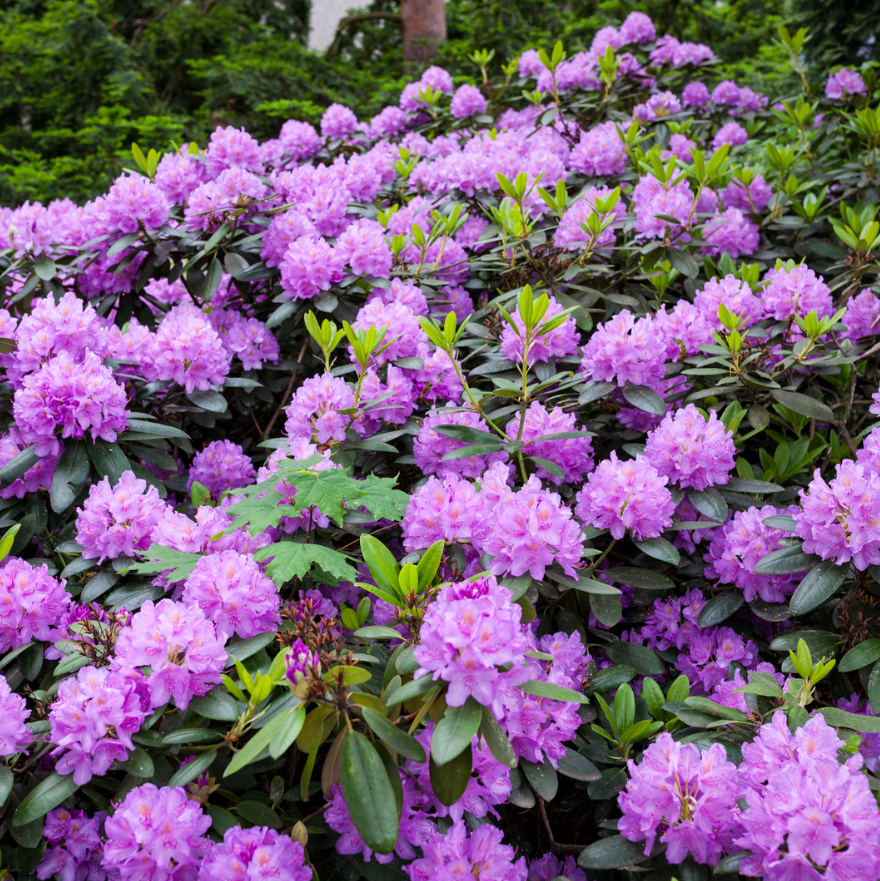 Najpiękniejsze odmiany rododendronów