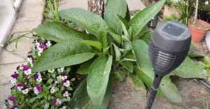 Gnojówka z żywokostu – jak zrobić i stosować w ogrodzie?