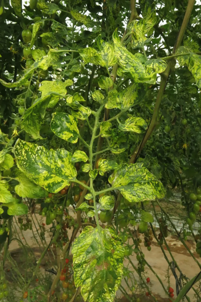 Wirus mozaiki pepino (PepMV) – cichy wróg upraw pomidora