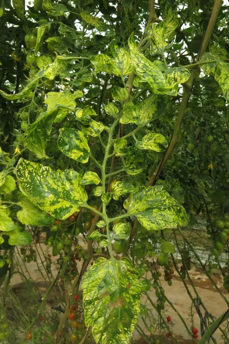 Wirus mozaiki pepino (PepMV) – cichy wróg upraw pomidora