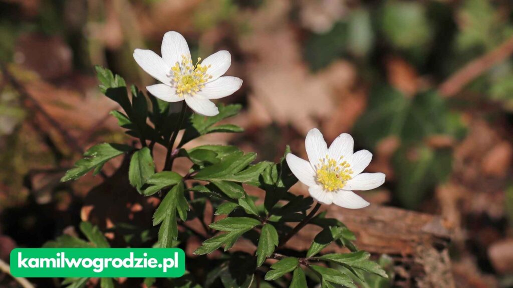 Anemone nemorosa