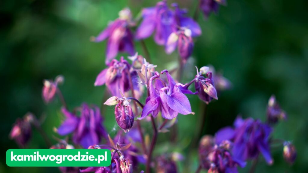Aquilegia vulgaris - Orlik ogrodowy