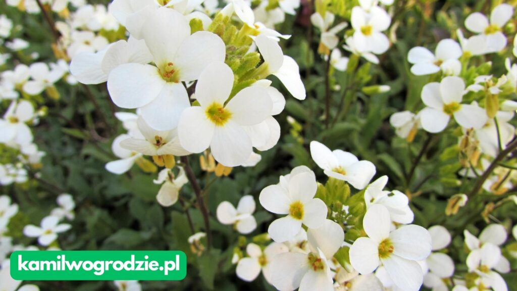 Arabis caucasica - Gęsiówka kaukaska