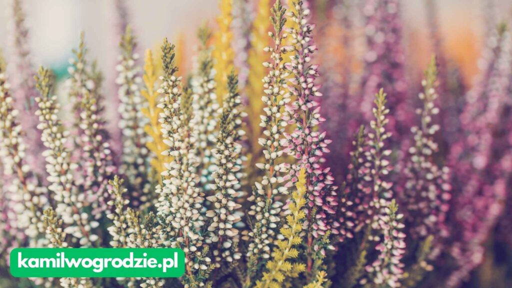 Calluna vulgaris - Wrzos pospolity