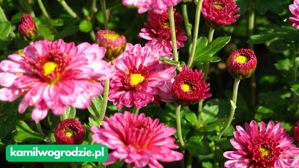 Chrysanthemum × grandiflorum - Chryzantema ogrodowa