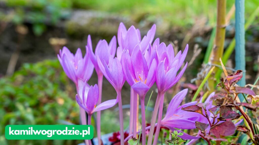 Colchicum autumnale - Zimowit jesienny