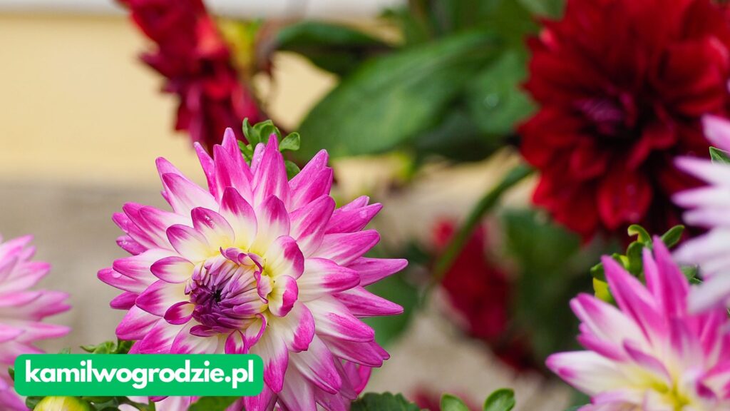 Dahlia × cultorum - Dalia ogrodowa