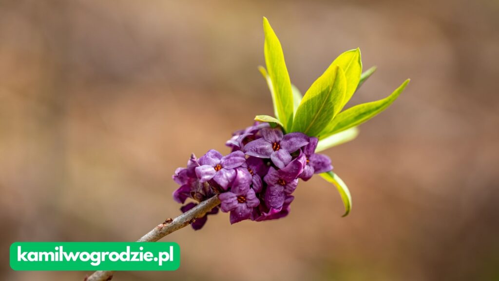 Daphne mezereum - Wawrzynek wilczełyko