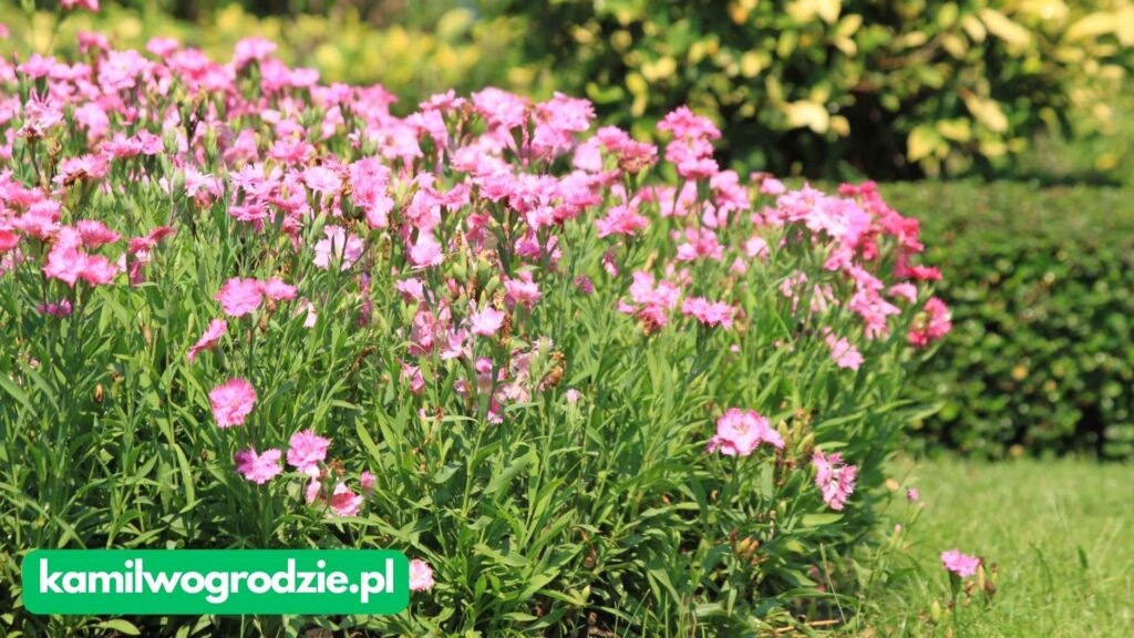 Dianthus caryophyllus - Goździk ogrodowy