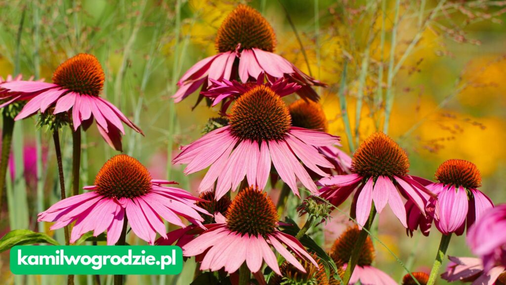 Echinacea purpurea - jezówka purpurowa