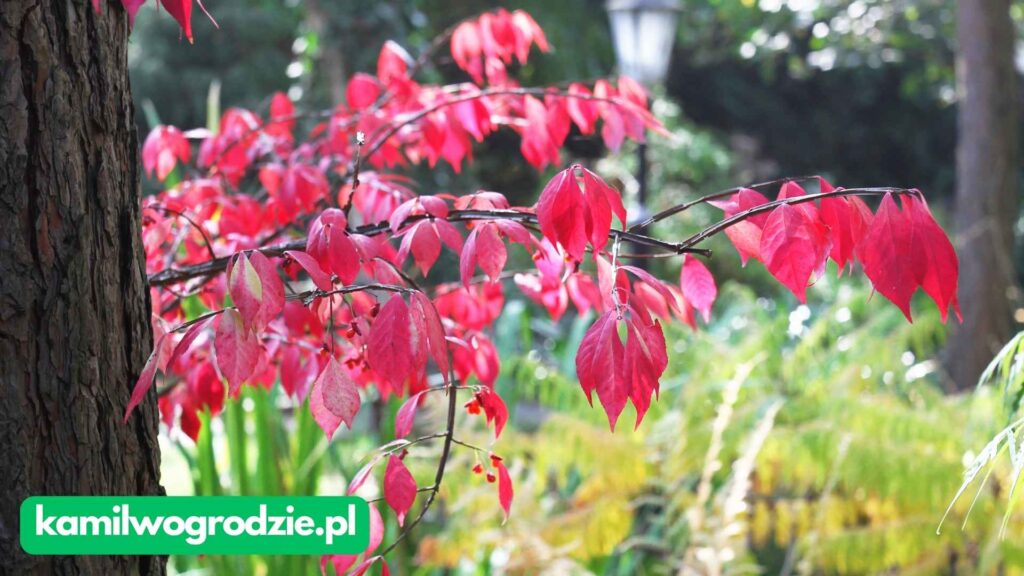 Euonymus alatus - Trzmielina oskrzydlona