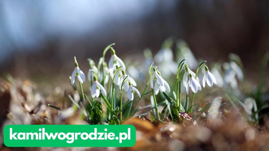 Galanthus nivalis