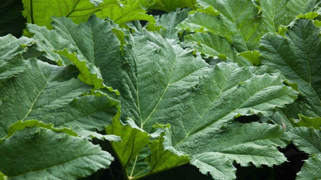 Gunnera manicata to widowiskowa roślina o olbrzymich liściach. Z powodzeniem uprawiana w Polskich ogrodach. | foto. Canva Pro
