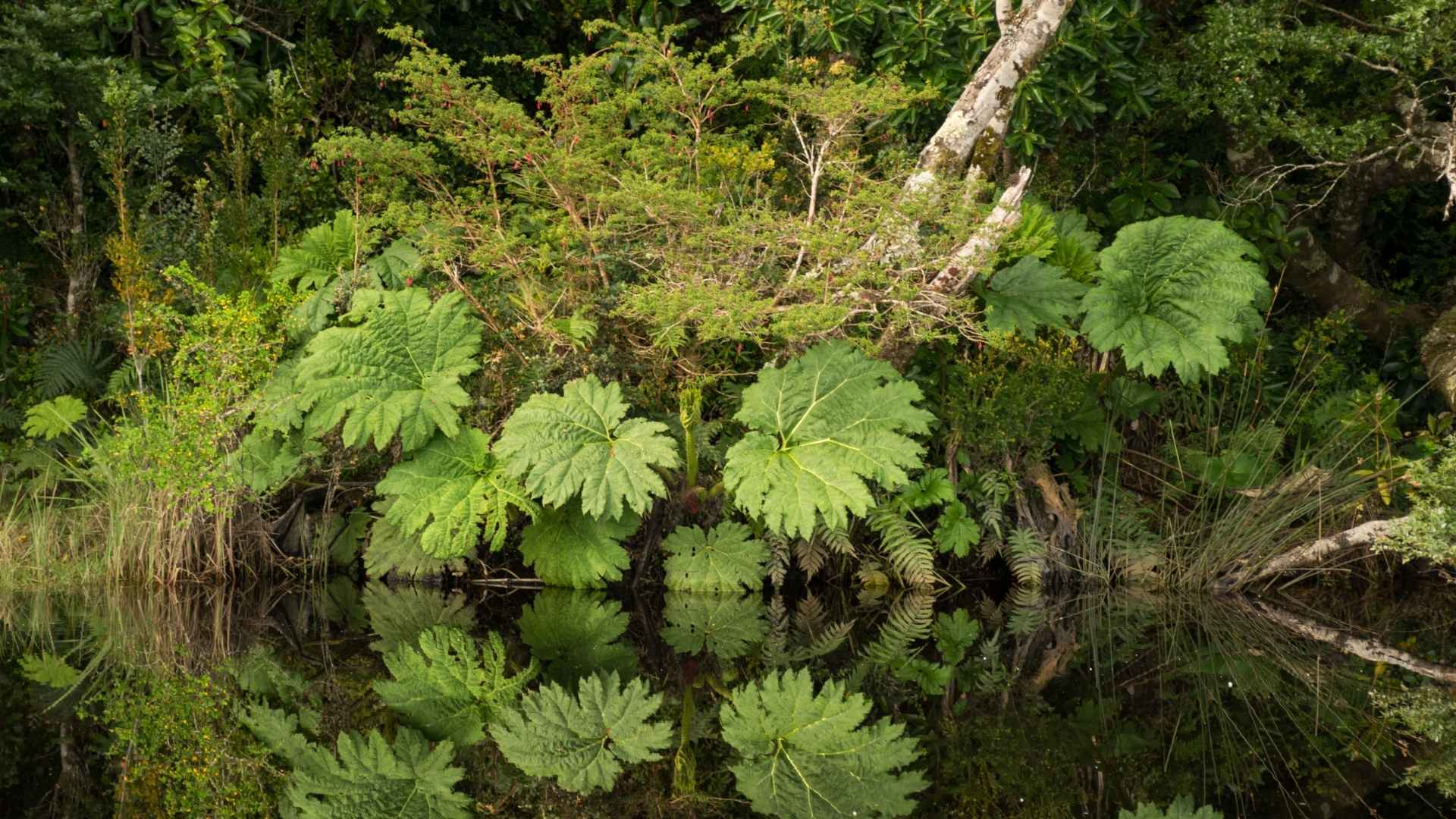 Gunnera olbrzymia – uprawa egzotycznego olbrzyma w polskim ogrodzie | foto. Canva Pro