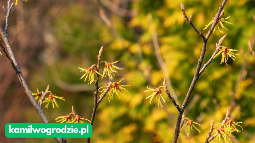 Hamamelis × intermedia - Oczar pośredni