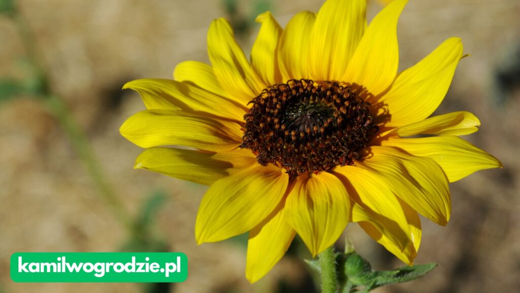 Helianthus annuus - Słonecznik zwyczajny