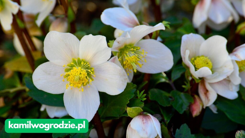 Helleborus niger - ciemiernik biały - Róża Bożego Narodzenia
