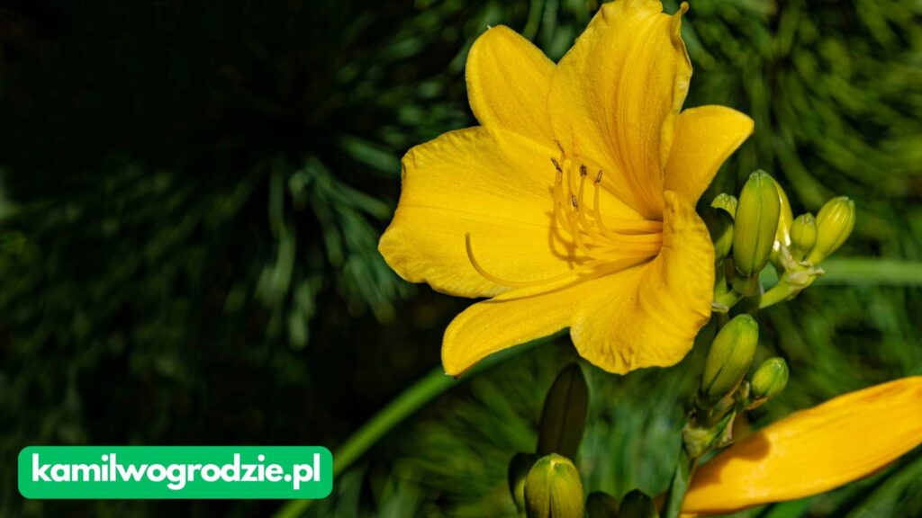 Hemerocallis hybrida - Lilowiec ogrodowy